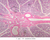 b82 testicular artery 2x labeled.jpg