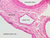 b83 medium sized vein spermatic cord 20x labeled.jpg