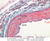 a28 muscular artery renal artery 10x af labeled.jpg