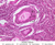 b94b early primary follicle 40x labeled.jpg