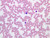 a100 23 blood smear 40x wright.jpg