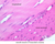b12b smooth muscle jejenum 40x labeled.jpg
