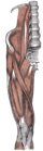 AnteriorThighIliacMuscles.gif