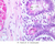b19 paneth cells ileum 40x he labeled.jpg