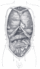 ThoracicAbdominalCavity.gif