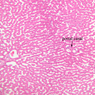 B29, Liver (Sinusoids), 10x Labeled (H&E)
