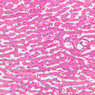 B29, Liver (Sinusoids), 20x (H&E)