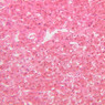B59, Adrenal Gland, 20x (H&E)