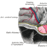 GrossAnatomy_Endocrine