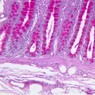 B25, Colon (Goblet Cells), 20x (PAS)