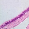 Epithelium