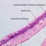 Epithelium
