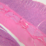 B10, Duodenum, 2.5x (H&E)