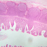 B18, Ileum, 2.5x (H&E)