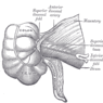 GrossAnatomy_GI