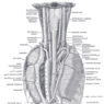 GrossAnatomy_GI