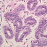 A93, Mammary Gland (Inactive), 40x (H&E)
