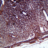 A34, Lymph Node, 10x (Reticulin)