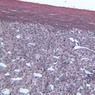 A37, Spleen, 20x (Reticulin)