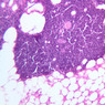 A43, Thymus (Adult), 20x (H&E)