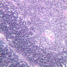 A45, Thymus (Infant), 10x (H&E)