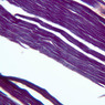 A19, Myotendinous Junction, 10x (PTAH)