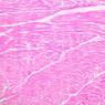 A25, Left Ventricle (Cardiac Muscle), 10x (H&E)