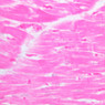 A25, Left Ventricle (Cardiac Muscle), 40x (H&E)