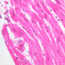 A25, Cardiac Muscle, 40x (H&E)