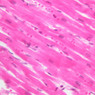 A25, Cardiac Muscle, 40x (H&E)