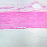 A80, Sciatic Nerve (Longitudinal), 2.5x (H&E)