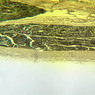 A86, Sciatic Nerve (Longitudinal), 2.5x (Osmium)