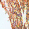 A89, Dorsal Root Ganglion, 20x (Ag)
