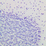 A79, Cerebellum, 20x (CV)