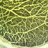 Neural Tissue