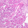 B43, Submandibular Gland, 20x (H&E)