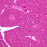 B36, Pancreas, 10x (H&E)