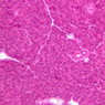 B36, Pancreas, 20x (H&E)