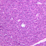 B36, Pancreas, 20x (H&E)