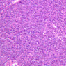 B36, Pancreas, 20x (H&E)