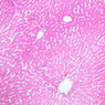 B29, Liver, 10x (H&E)
