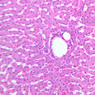 B29, Liver, 20x (H&E)